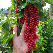 Смородина красная Длиннокистная (С2)