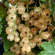 Смородина белая Версальская белая (С5)