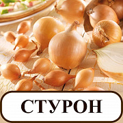 Лук-севок  озимый Стурон 1кг.