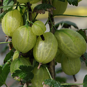 Крыжовник Инвикта (С5 штамб 60-80)
