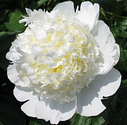 Пион молочноцветковый Бридал Шоуэрз (С3)