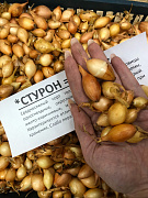 Лук-севок  озимый Стурон 1кг.