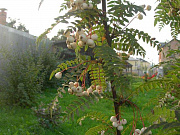 Рябина кашмирская (С7,5)