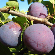 Слива Богатырская (С7,5)