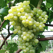 Виноград плодовый Кишмиш №342 (ЗКС)