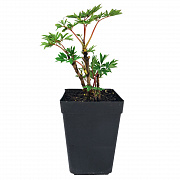 Пион молочноцветковый Аваланш (С3)