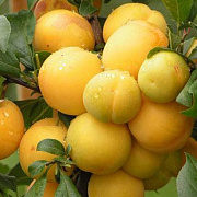 Слива Желтая самоплодная (С7,5)