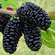 Шелковица черная (тутовник) (С3)