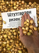 Лук-севок озимый Штутгартер Ризен 1кг.