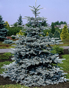 Ель колючая Супер Блю (С5 Н50-60)