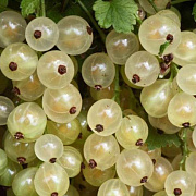 Смородина белая Белая Фея (С2)