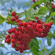 Рябина Сказочная