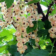 Смородина белая Беляна (С2)
